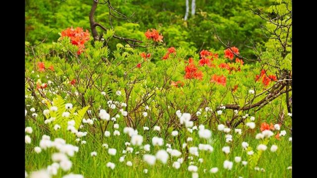 JG8K福島 初夏の駒止湿原(天然記念物)  Fukushima,Komado Wetland(Natural Monument)