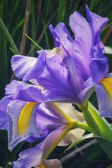 A close-up shot shows several vibrant purple and yellow iris flowers with green stems against a blurred background of green foliage.