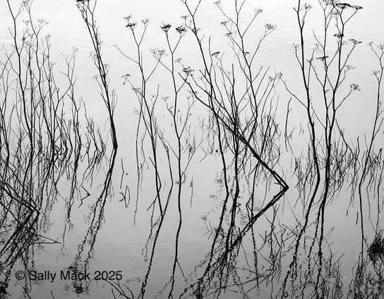 Black-and-white photo of thin, vertical plant stalks in water and reflected in it. Many of the tops of the plants have small flowers.