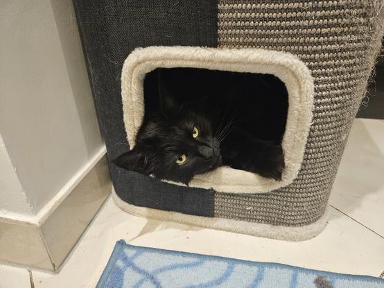 Black long-haired cat "Hope" looking out of a cat cave in a grey scratch drum, her head and one paw resting on the edge of the cave. Her vampire teeth are barely visible.