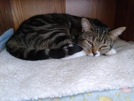 A sleepy-eyed tabby cat with white markings, named Pax, is lying on a soft white blanket with blue trim.  She is inside a small nook in a bookcase/entertainment center.  Her head is resting gently on her little white feet.