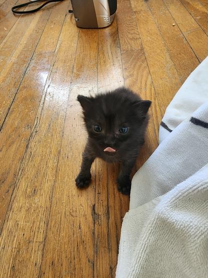 small black kitten on a wood floor doing a blep