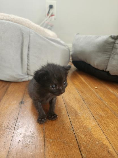 small black kitten looking off-camera