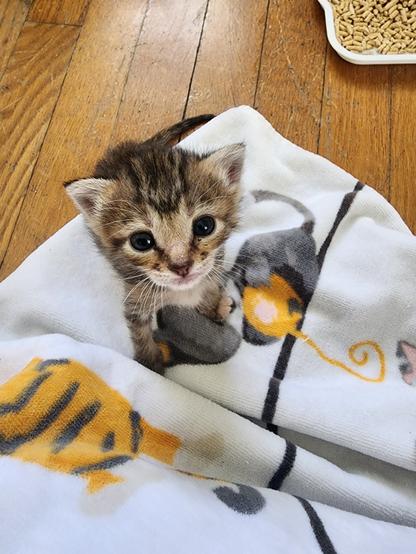 tiger tabby kitten sitting on a blanket.