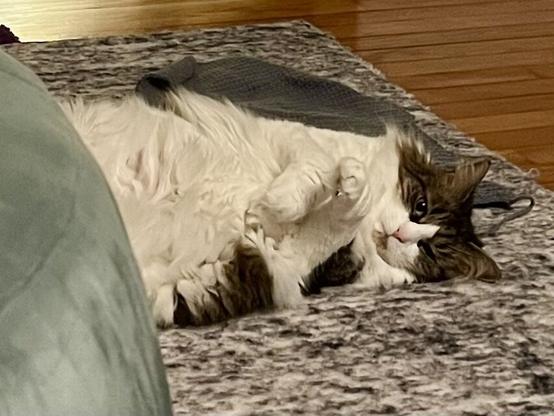 A fluffy cat is lying on its back on a textured rug, with its paws raised. The cat has a mix of brown and white fur and looks relaxed.