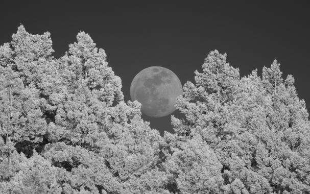 The full moon is rising through a gap in the treeline of distant conifers. This is an infrared/monochrome image. The camera is focused on the moon, but the trees are slightly out of focus.