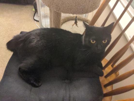 A black cat relaxing on a chair cushion.