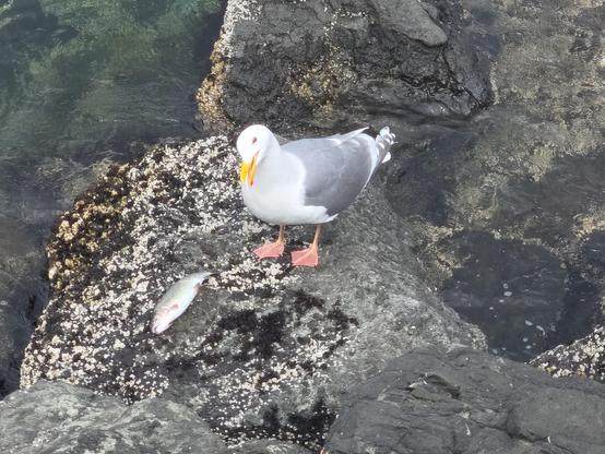 A seagull on the shore standing next to a fish it caught (or found).