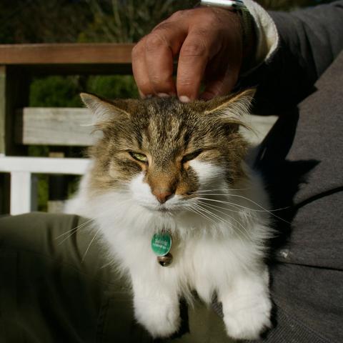A calico cat looks towards the camera as she sits on a persons lap and receives head skritches from a brown hand. It is unclear from her expression if the cat is enjoying the head-scratches.