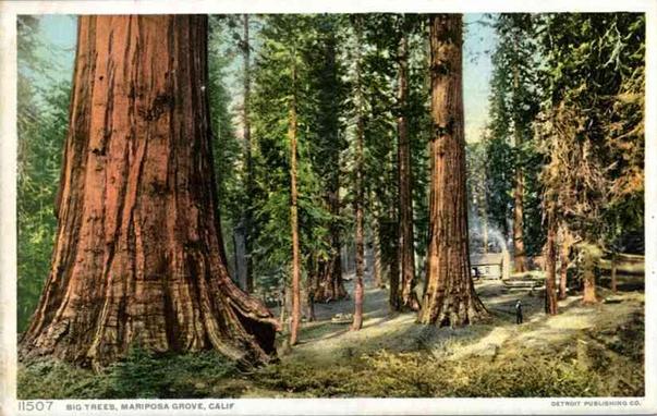 Vintage postcard of giant sequoia trees in Mariposa Grove, California, with a small cabin nestled within the forest.