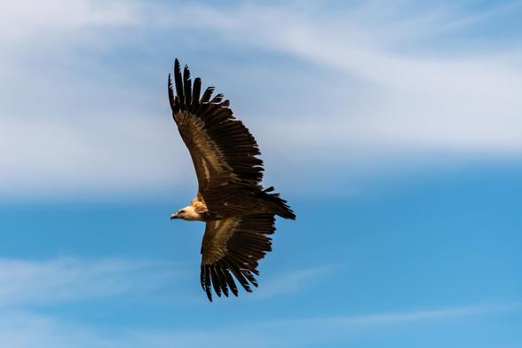 Das Bild zeigt einen majestätischen Gänsegeier, der mit ausgebreiteten Flügeln durch einen strahlend blauen Himmel gleitet.


Das Bild zeigt einen einzelnen Gänsegeier in der Luft vor einem strahlend blauen Himmel. Der Geier ist im Flug und seine Flügel sind vollständig ausgebreitet, was seine große Spannweite und die komplizierte Musterung seiner Federn zeigt. Die Federn sind hauptsächlich dunkelbraun mit helleren, fast cremefarbenen Bereichen, die einen schönen Kontrast bilden. Der Kopf und Hals des Geiers scheinen heller gefärbt zu sein als der Rest seines Körpers. Der Blick des Geiers ist auf den Horizont gerichtet, und seine Körperhaltung vermittelt ein Gefühl von Kraft und Freiheit.

Der Hintergrund des Bildes ist ein klarer, blauer Himmel mit zarten, weißen Wolken, die über den Himmel ziehen. Die Wolken sind nicht dicht, sondern eher zart und vermitteln ein Gefühl von Leichtigkeit und Weite. Der Himmel nimmt den größten Teil des Bildes ein und steht in starkem Kontrast zur dunklen Silhouette des Geiers.  Die Beleuchtung des Bildes deutet auf einen sonnigen Tag hin, und die allgemeine Atmosphäre ist friedlich und ruhig, obwohl auch ein Hauch von Einsamkeit und dem weiten Raum des Himmels vorhanden ist. Das Bild ruft ein Gefühl von Freiheit, Wildheit und der Schönheit der Natur hervor.