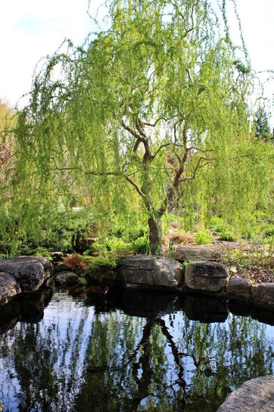 Weeping tree with green leaves next to rock lined pond with a smooth water surface reflecting the tree, blue sky and shadows of the rocks.