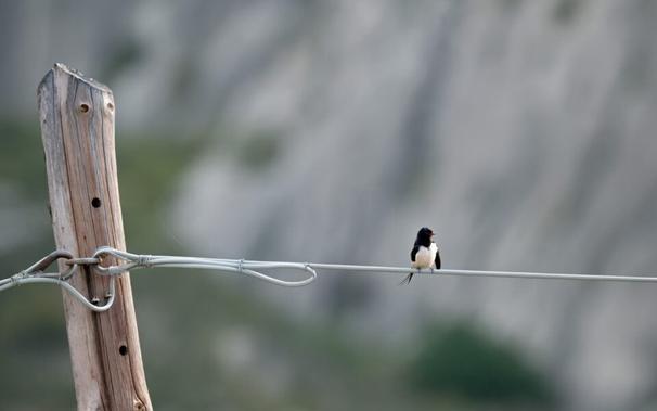 Where have Greece’s swallows gone?
