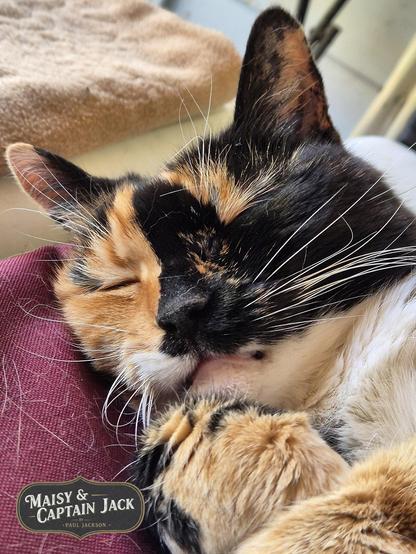 Completely relaxed and enjoying her nap, a charming snapshot of adorable calico cat Maisy!  Her fur is a lovely mix of black, orange, and white, which is so characteristic of calico cats. The way the colors are distributed on her face is particularly interesting, with a distinct division, almost half black and half orange. Laying mostly in her back, her little paws are tucked in front of her, and her whiskers are so delicate against her dark fur.