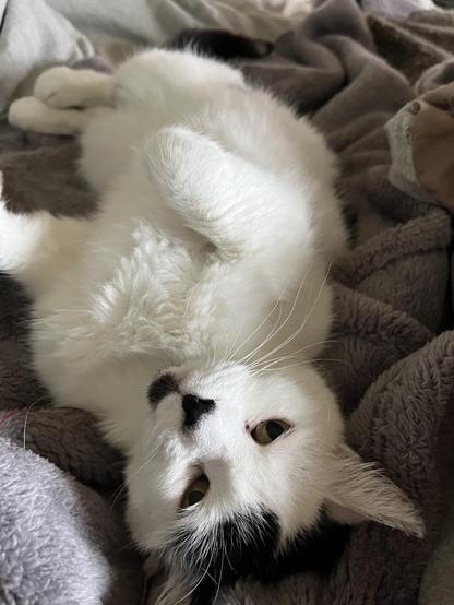 A White and black cat, lying on her back on a fleecy blanket, looking up at the camera. She has a little black nose but a completely white  underside, and looks completely at ease.