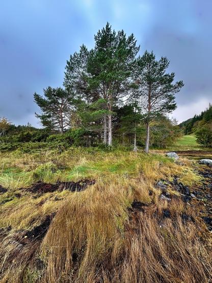 This image shows a scenic natural landscape. In the foreground, there's an area of tall, dry grass that gradually transitions into a greener patch with some low vegetation. There are several pine trees dominating the middle and background, suggesting a forested area. The sky is partly cloudy, indicating variable weather conditions. The overall atmosphere is tranquil and seems to depict a natural, undisturbed environment, possibly during the early autumn season given the mixture of green and brown hues in the vegetation.
