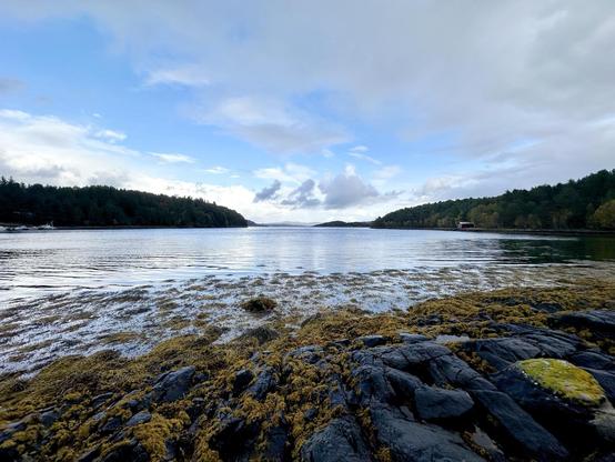 This image depicts a serene coastal landscape. There is a wide body of water under a partial cloudy sky, with a stretch of rocks in the foreground covered with yellowish seaweed. The background includes lush, tree-covered landmasses extending into the distance, suggesting the location is either a lake with islands or a sheltered sea inlet. The lighting and clouds indicate it may be either early morning or late afternoon, contributing to the tranquil and slightly overcast atmosphere of the scene.