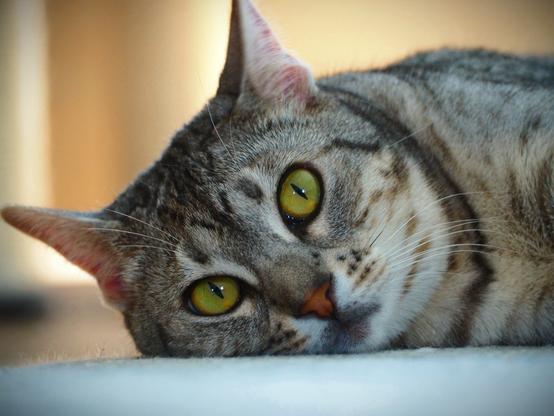 A close-up image of a grey tabby cat with striking yellow-green eyes, lying on a light surface. The background is softly blurred.