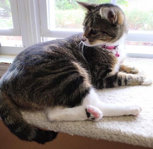 Pax, our little tabby cat with white markings, is looking around and over her shoulder as she lies on a soft, fuzzy, white window shelf.  Her long striped tail is curled and tucked under the shelf.  One white foreleg is upturned, showing one black and three pink toe beans.