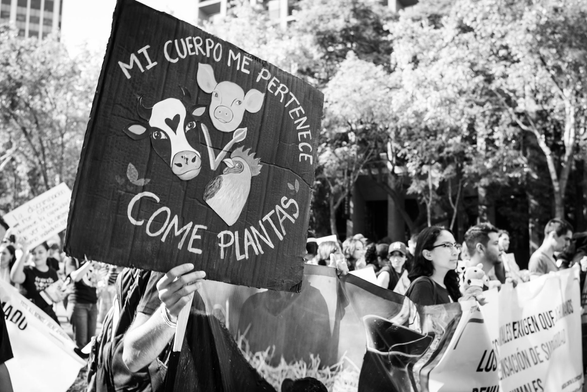 Fotografía en blanco y negro de una protesta contra el especismo en Ciudad de México, al costado izquierdo de la imagen en primer plano se mira un cartel sostenido por alguien que no se le ve el rostro porque lo cubre con el cartel. El afiche es de fondo negro y tiene unas palabras que dicen: mi cuerpo me pertenece abajo de esta frase hay dibujos de las cabezas de una vaca un cerdo y un pollo y entre sus rostros hay una V. Al rededor se puede ver un contingente de activistas. Al fondo unos árboles. © Sofía Dumat|CLAMOR DE LIBERTAD