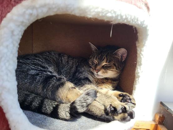 Tigerkatze Lissy chillt in ihrer Höhle auf dem Balkon in der Sonne.