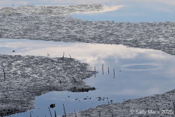 Color photo of blue water reflecting white clouds in a narrow, curving inlet bordered by mud.