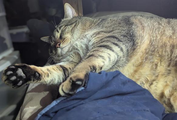 Waffles the three-legged, chonky, tabby cat, sleeping on his side with his front legs sticking out in front of him.