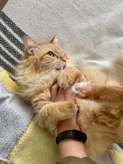 furry yellow tabby belly up playing with his humans hand
