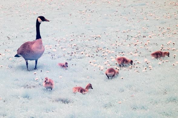 Goslings under watchful eye of Mom