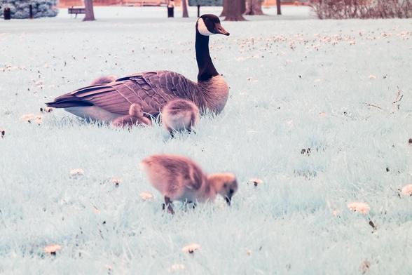 Watching goslings eat grass