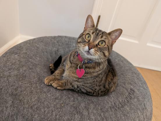 A photo of a brown tabby cat sitting in the middle of a grey donut-shaped piece of cat furniture. She's looking up into the camera with a sweet expression on her face.