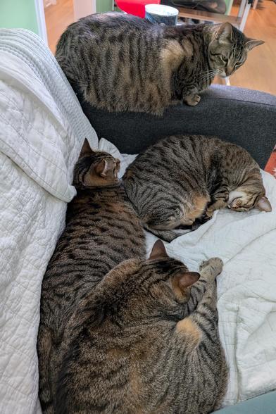 A photo looking down at half a couch, occupied by four identical brown striped tabby cats. Primrose, the mother of the others, is in between two of her children, with a third child crouched on the armrest of the couch looming over the others.