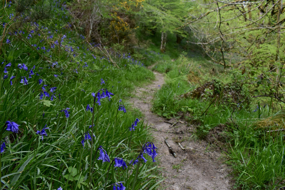 Bluebells on a path
