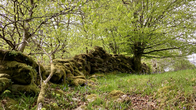 An old mossy wall and beech tree