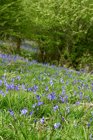 Bluebells on moorland