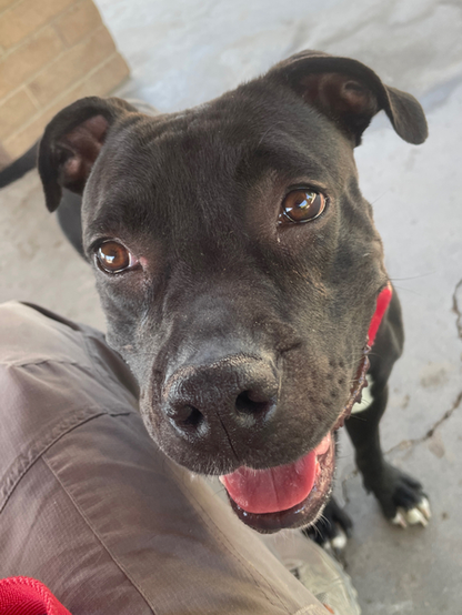 Beautiful dog.
"She is just so sweet and wonderful."