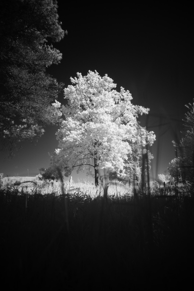 Black and white photo of a tree in a field