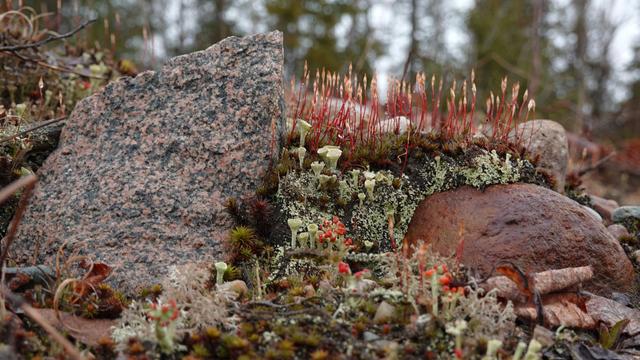 Various Cladonia lichens among a red-black granite and other rocks.
In the background mosses and fresh sporophytes with raindrops.