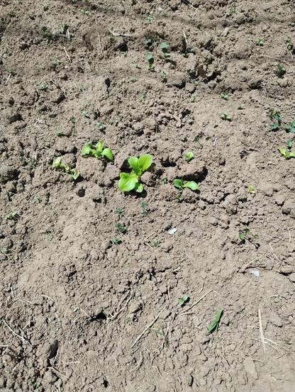 I planted those a month ago I think something is wrong