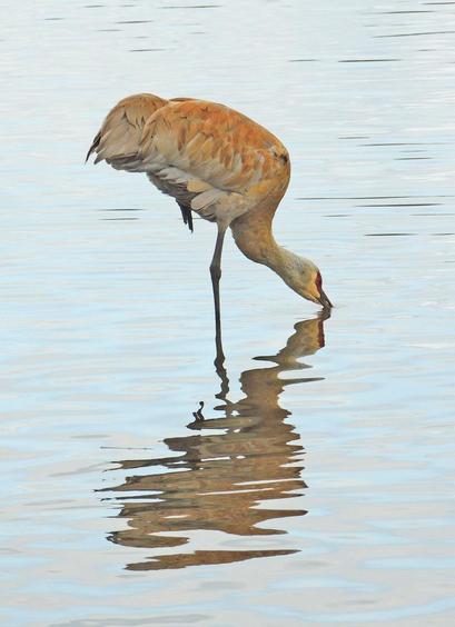 On one leg, a elegant sandhill crane leans down for water. The overcast sky forms a painterly reflection.
