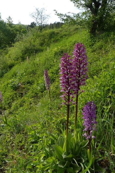 orchidées sur  pelouse calcaire