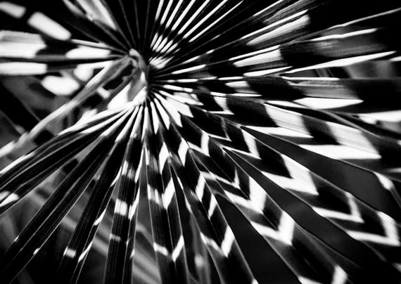 A sunlit bamboo leaf with another bamboo leaf casting diagonal stripes of shadows across it. The center of the leaf is at the top left, a bit away from the edges of the photo. The stiff and straight leaves fan out all around. Because the leaves are folded lengthwise, the shadow makes a stripe that takes on a V-shape. This creates light and black V-shaped stripes.