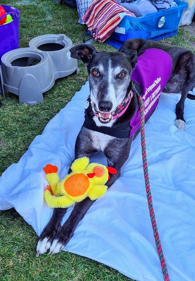 A face on photo of a black greyhound girl sitting on all fours on a blue blanket on a patch of grass. She holds a yellow and orange chicken soft toy between her from legs. Her jaws are open in a doggy grin and her ears are half alert.