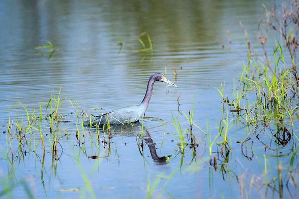 A heron with blue-gray plumage stands gracefully in a calm body of water, surrounded by tall green grasses. Its reflection is visible on the water's surface, enhancing the serene atmosphere of the wetland scene. Photography by Debra Martz