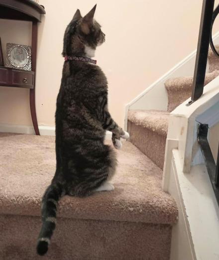 Our little tabby cat with white markings, named Pax, is sitting up tall on her haunches on a carpeted landing with her little white mittens in the air.  She is curious as to what is happening up the stairs.  Her long striped tail is dangling down the steps.