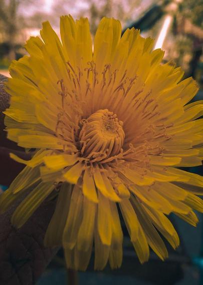 a macro photo of a dandelion taken by rayne. it has many thin and long yellow petals with many curled yellow stamens in the middle, still blooming from a cluster in the center.