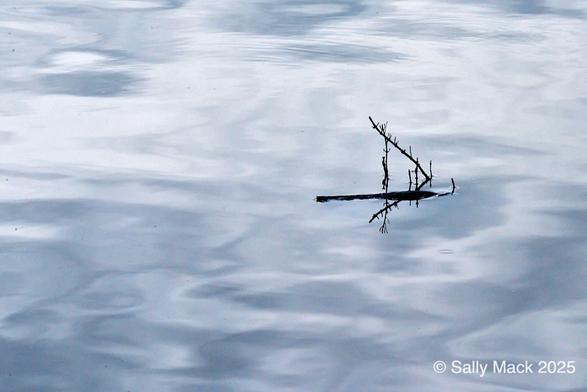 Color photo of a small stick floating horizontally on water reflecting amorphous cloud. Attached to the stick at a 45-degree angle is a small bit of pickleweed stem with tiny pieces sticking up, and a larger piece falling into the water. Stick and pickleweed are reflected in the blue water.