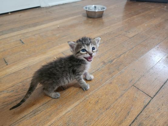 small tabby kitten walking on a wood floor, pausing to look off-camera and meow.
