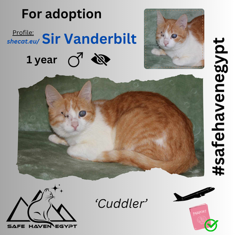 picture of a blind ginger and white cat