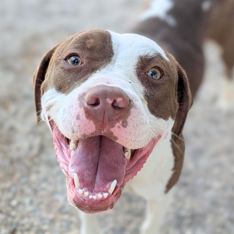 Beautiful dog.
